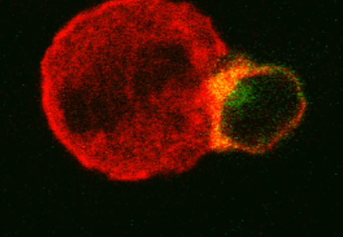 Cellules immunes cytotoxiques naturelles